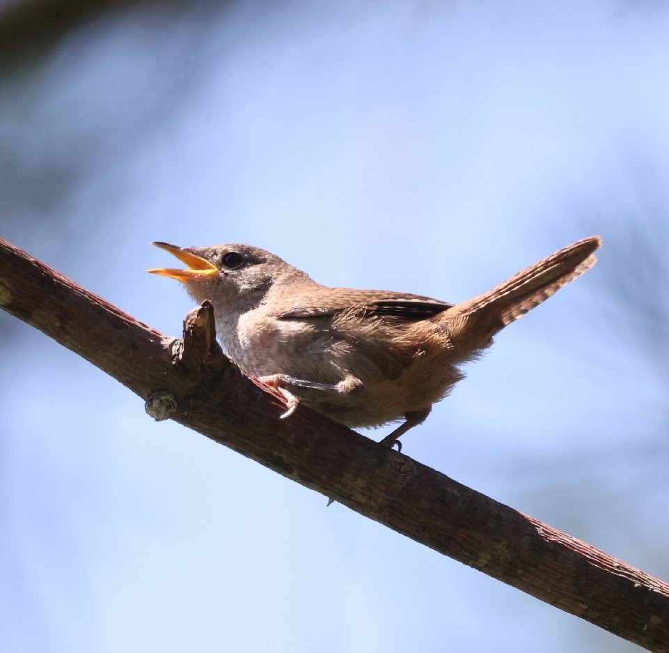 House Wren (Northern) - ML620878705