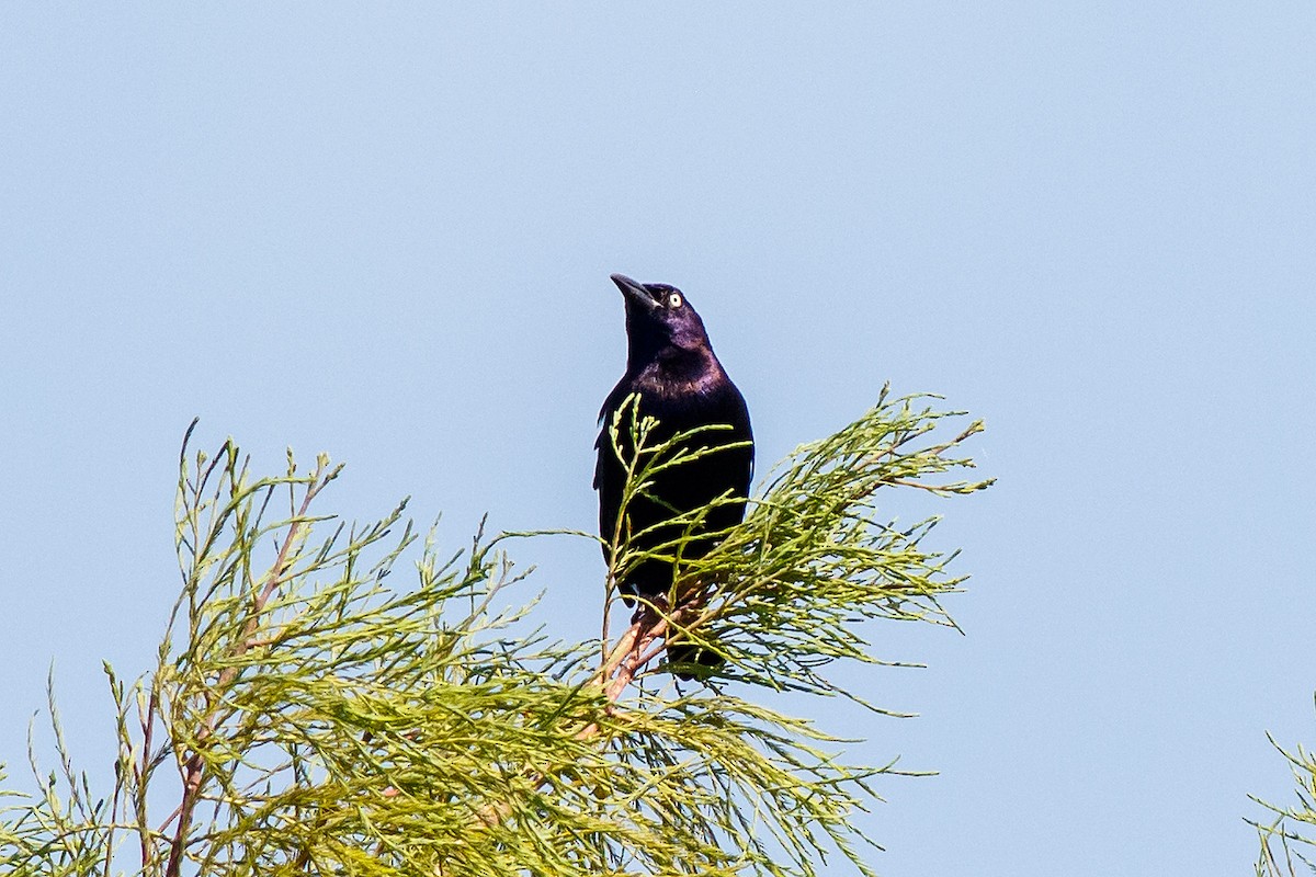 Common Grackle - ML620878707