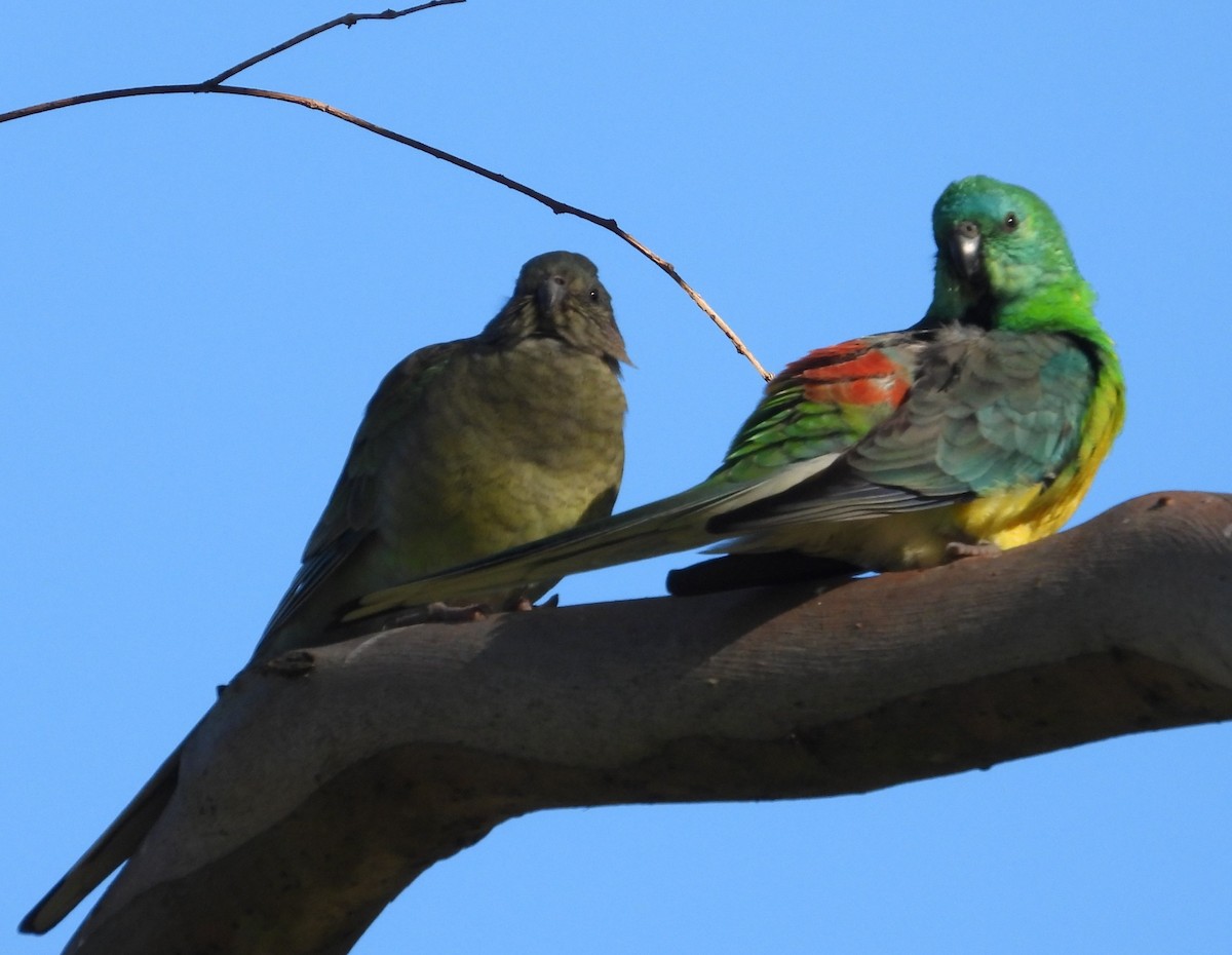 Red-rumped Parrot - ML620878711
