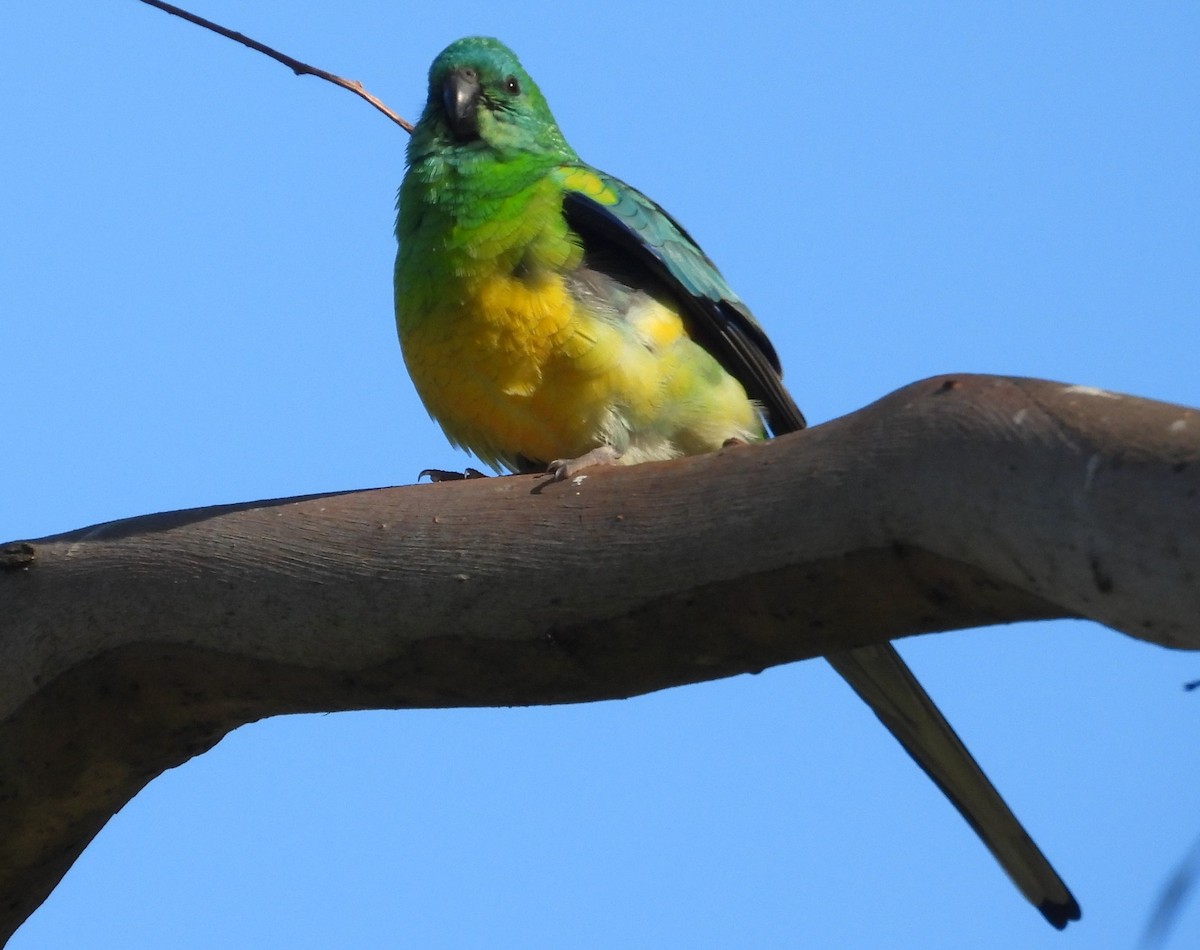 Red-rumped Parrot - ML620878712
