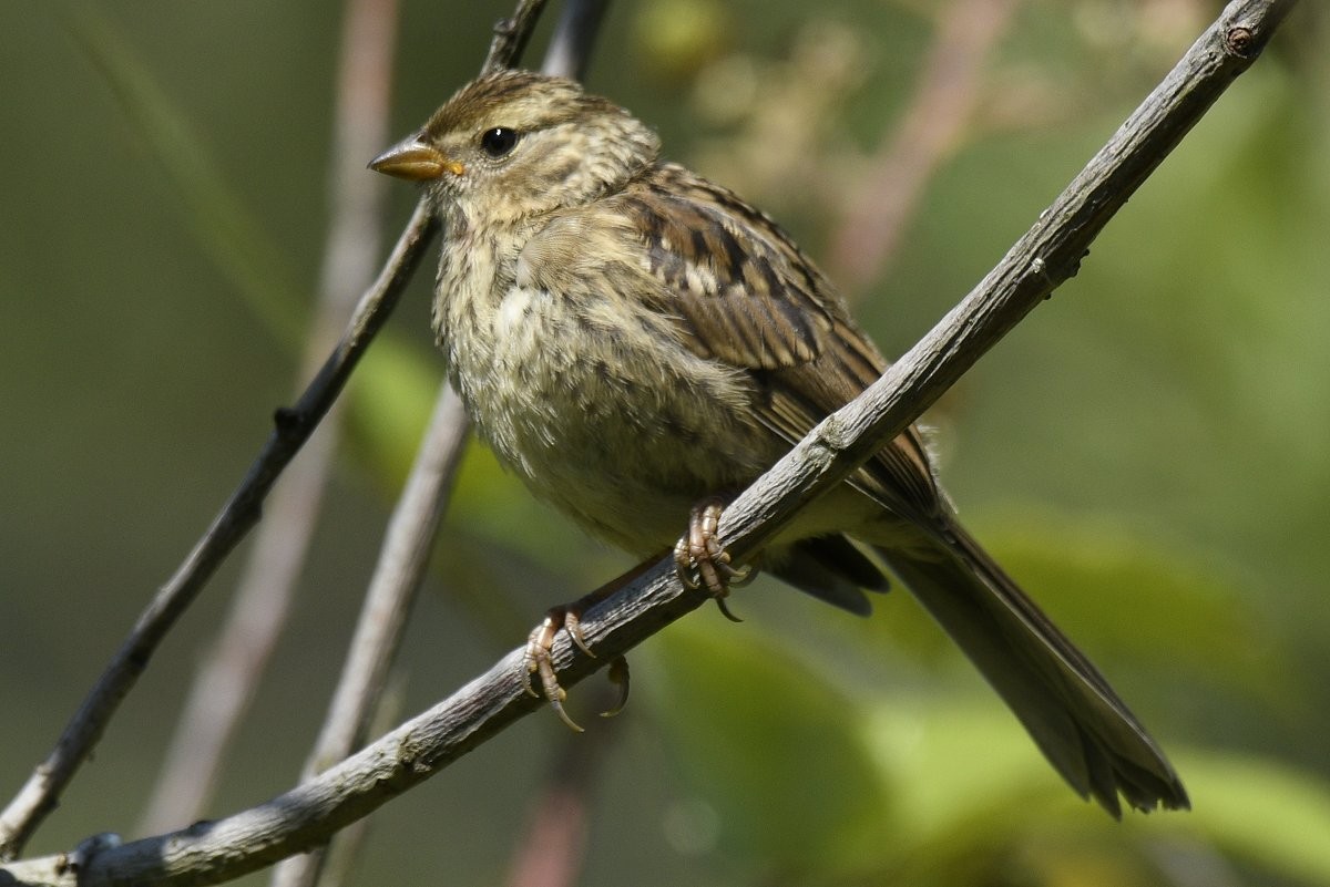 White-crowned Sparrow - ML620878714