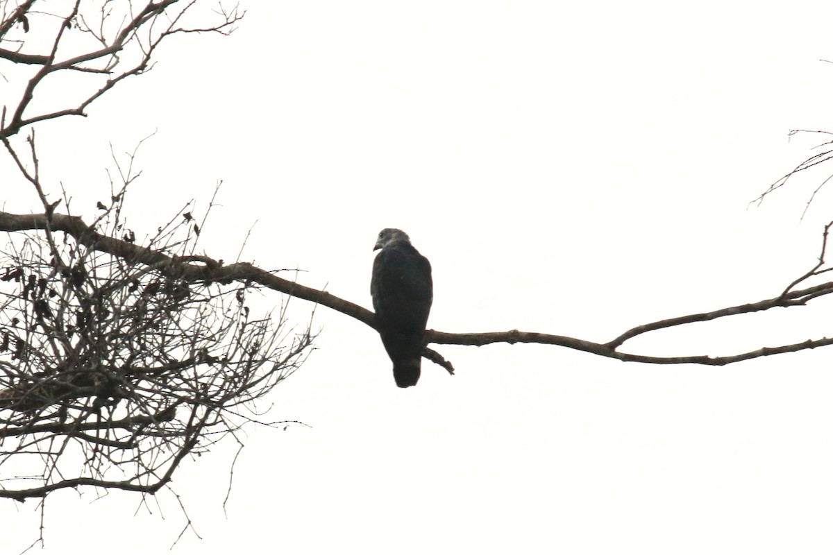 Gray-headed Kite - ML620878716