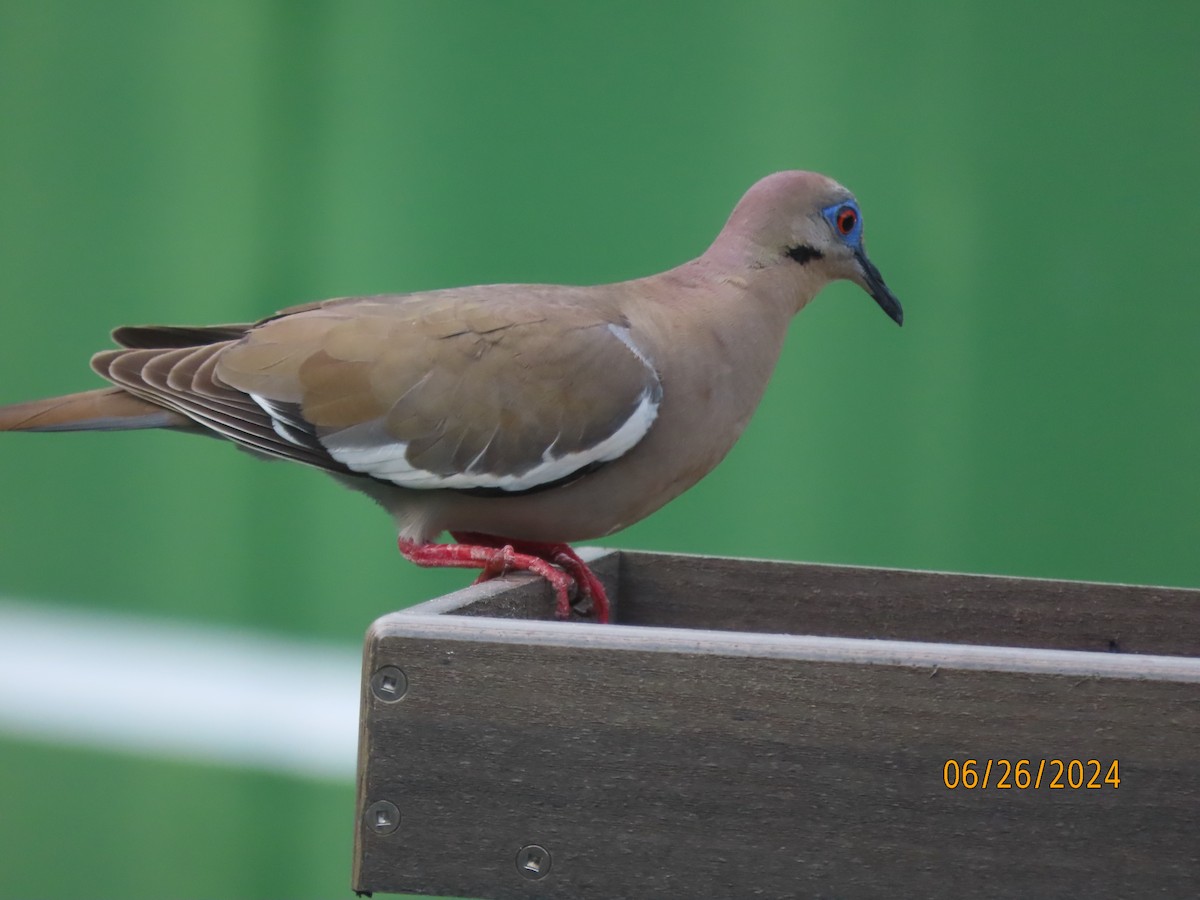 White-winged Dove - ML620878718