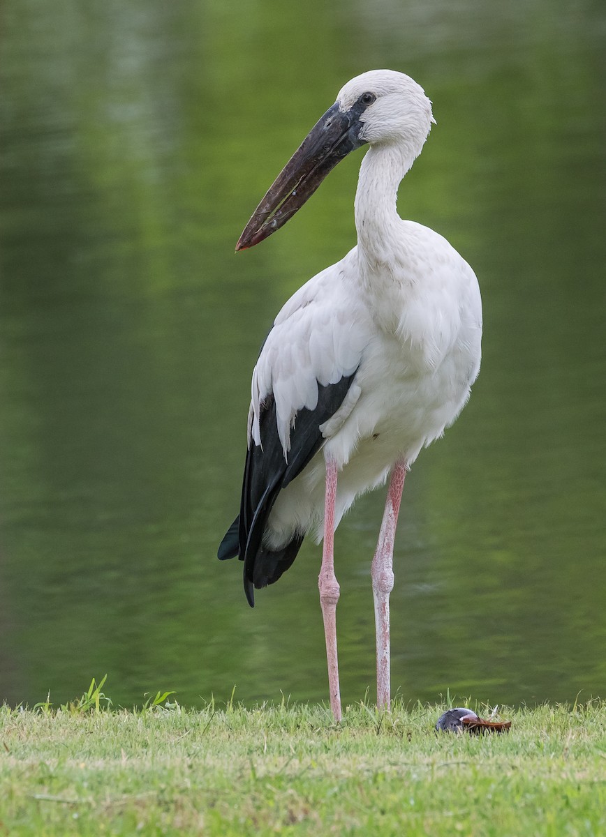 Asian Openbill - ML620878721