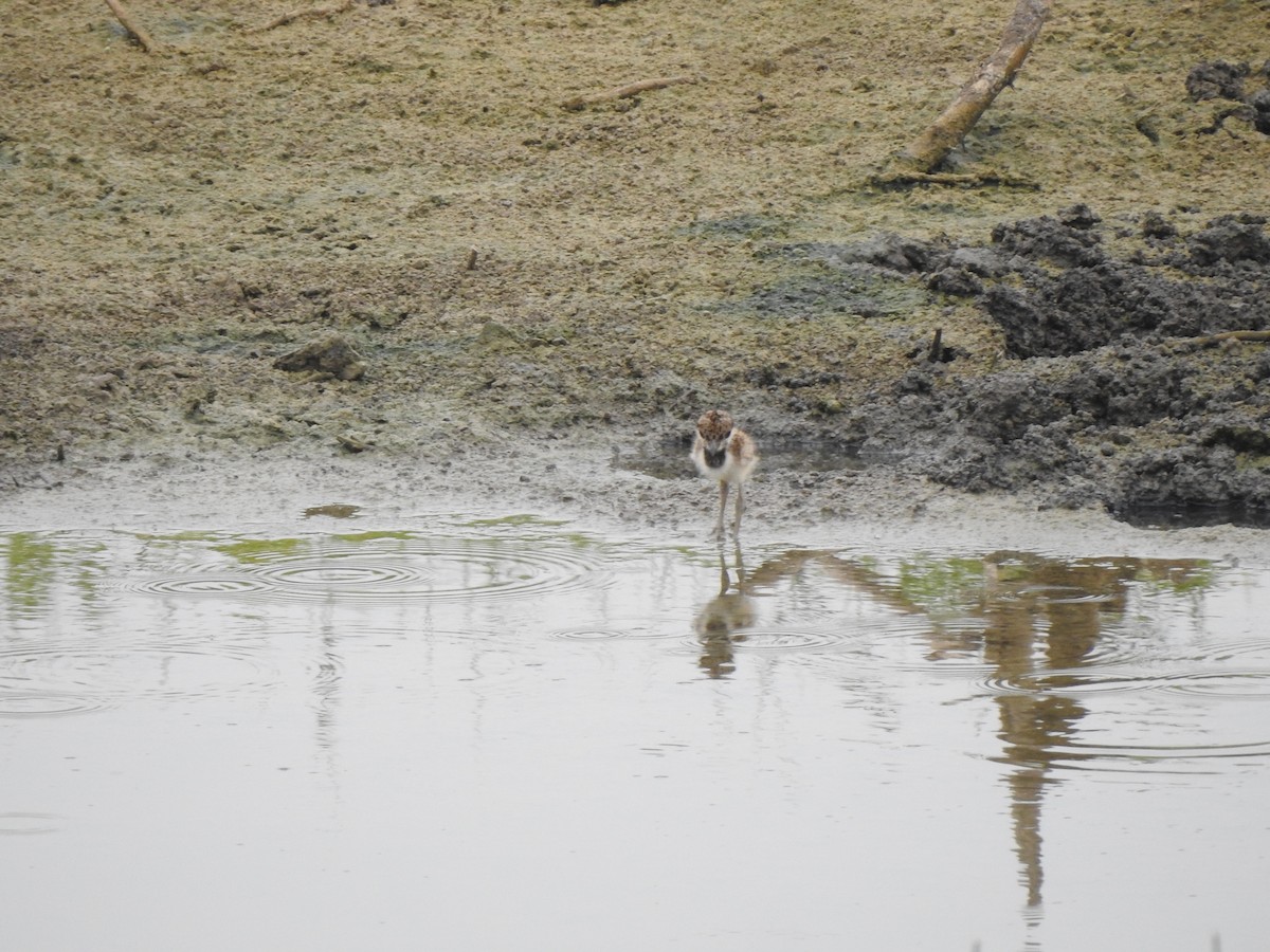 Red-wattled Lapwing - Angeline Mano M