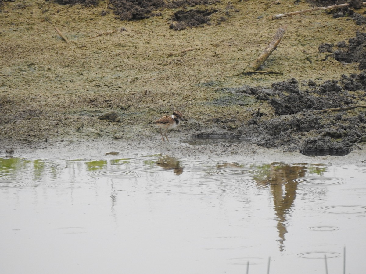 Red-wattled Lapwing - ML620878726