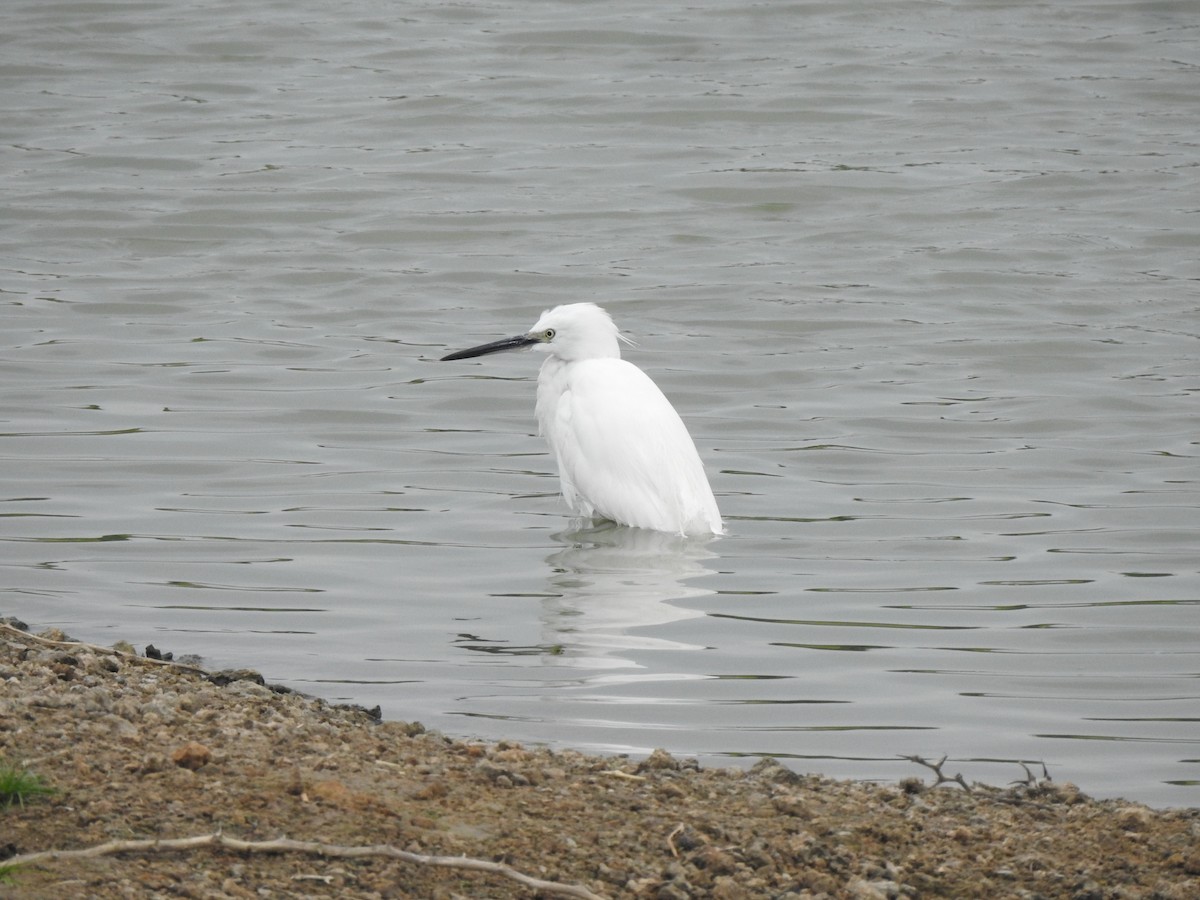 Little Egret - ML620878728