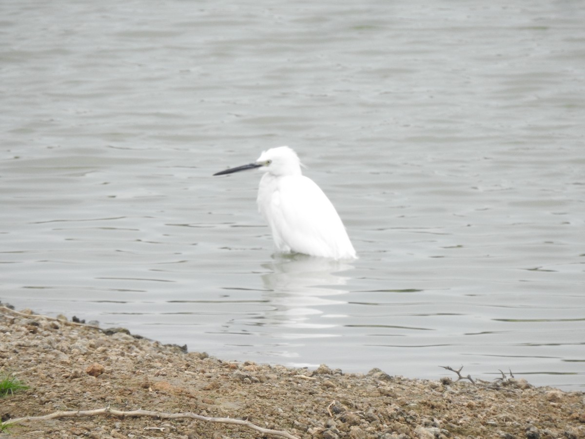 Little Egret - ML620878729