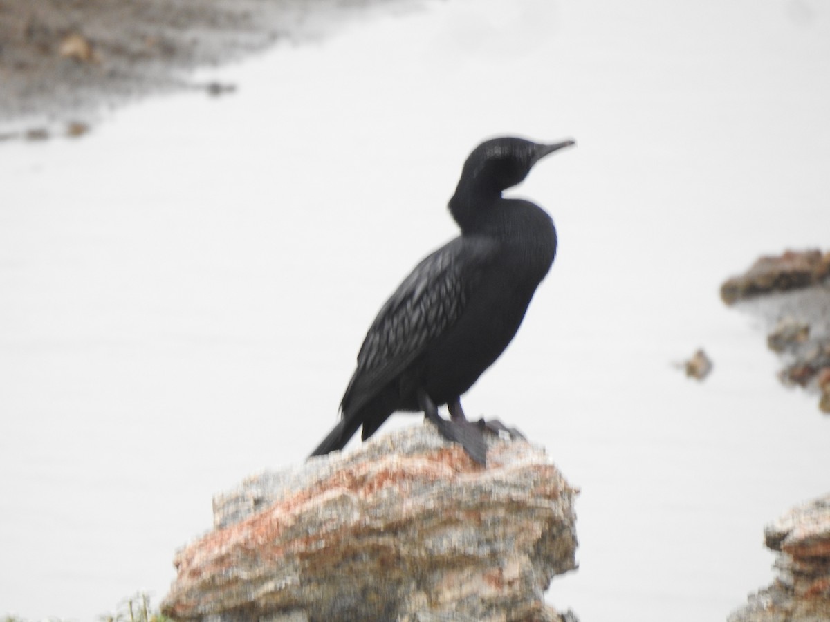 Little Cormorant - Angeline Mano M