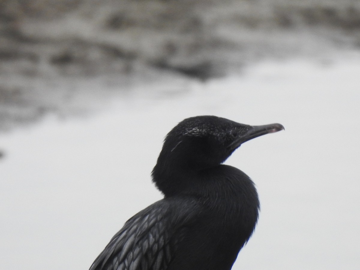 Cormorán de Java - ML620878742