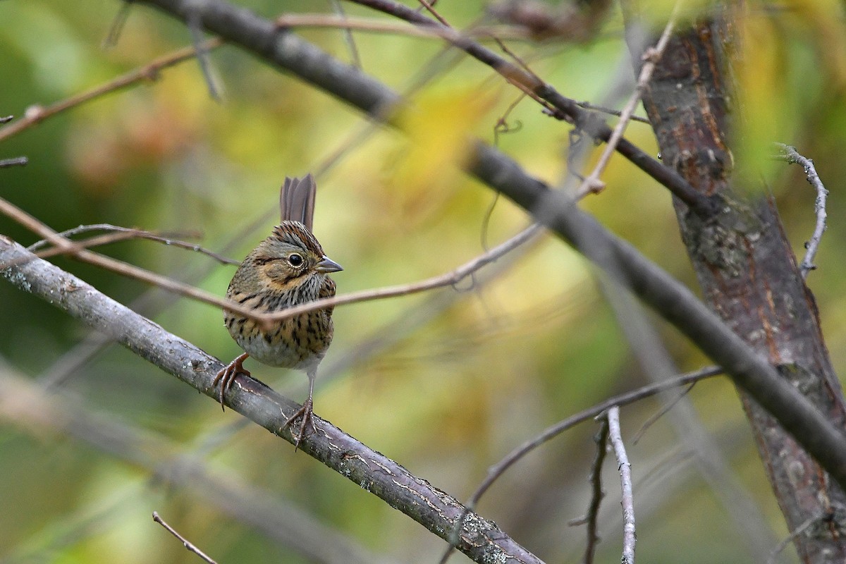 Lincoln's Sparrow - ML620878744