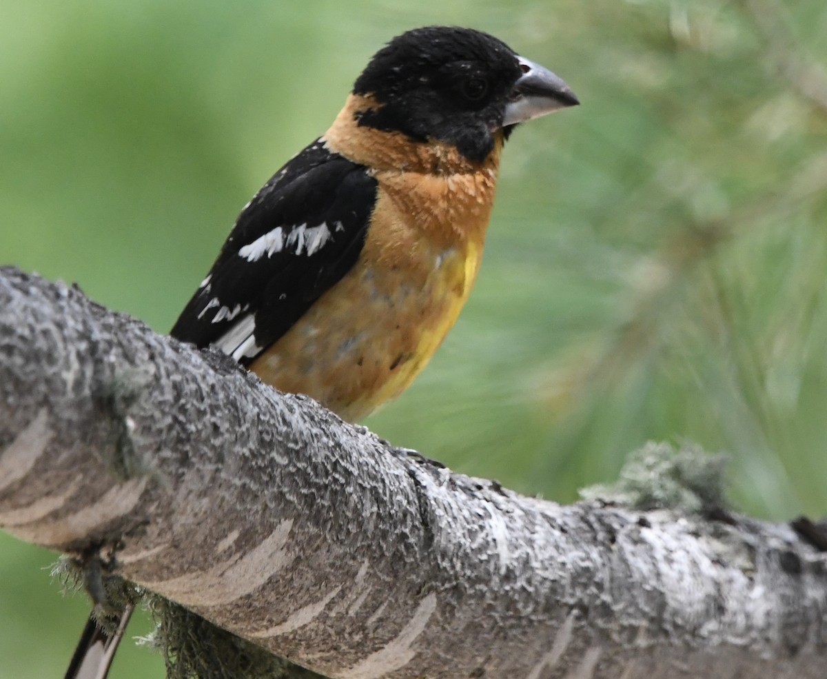 Black-headed Grosbeak - ML620878746