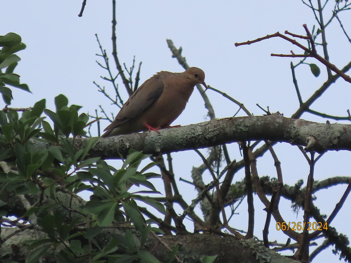 Mourning Dove - ML620878748