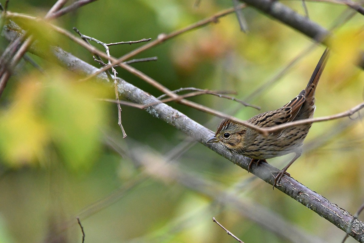 Lincoln's Sparrow - ML620878755