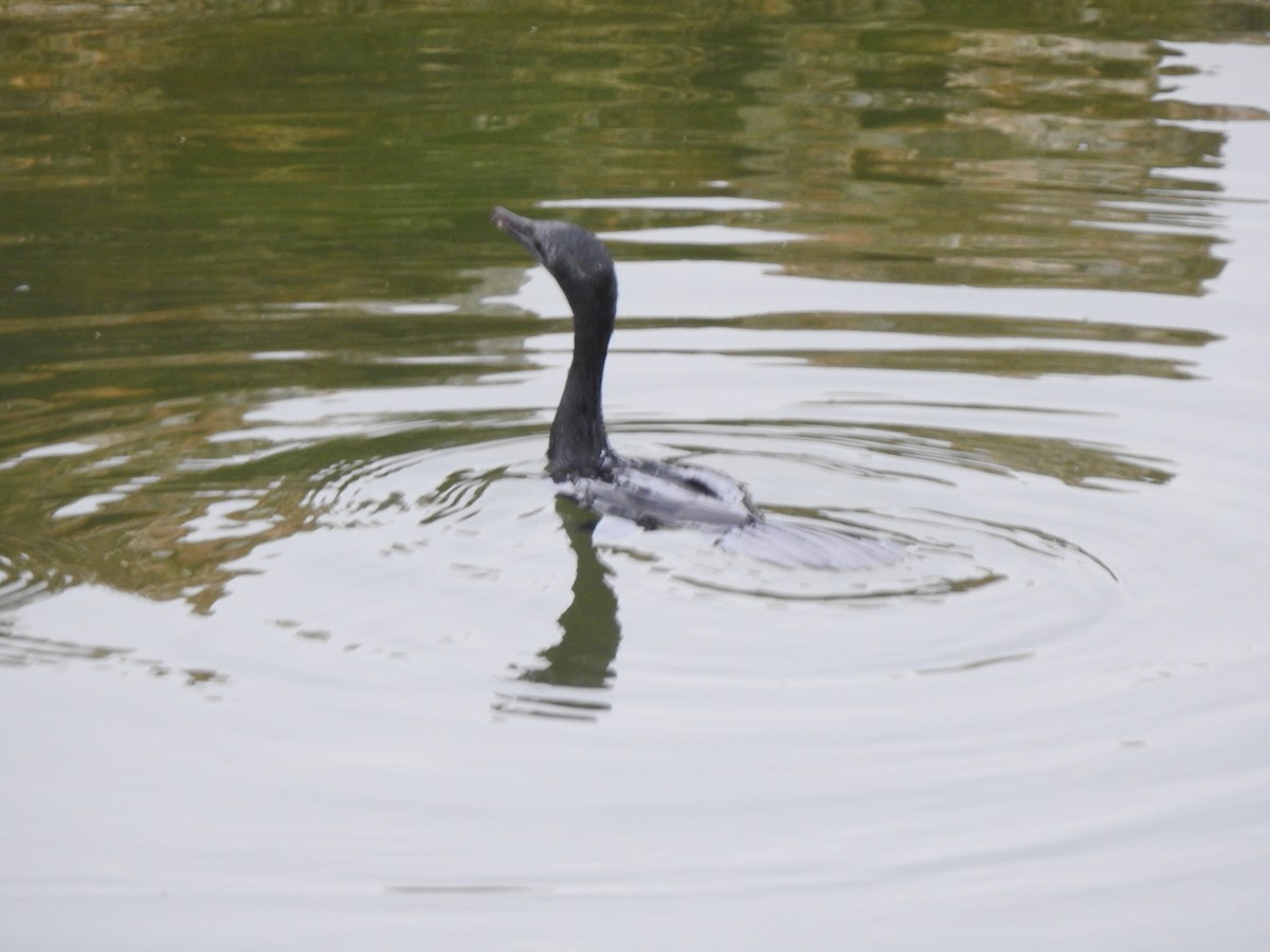 Cormorán de Java - ML620878759