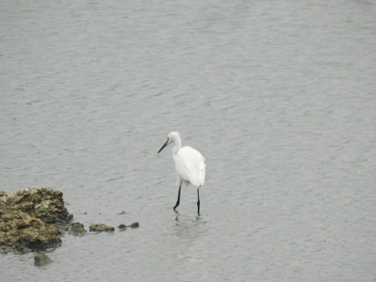 Little Egret - ML620878760