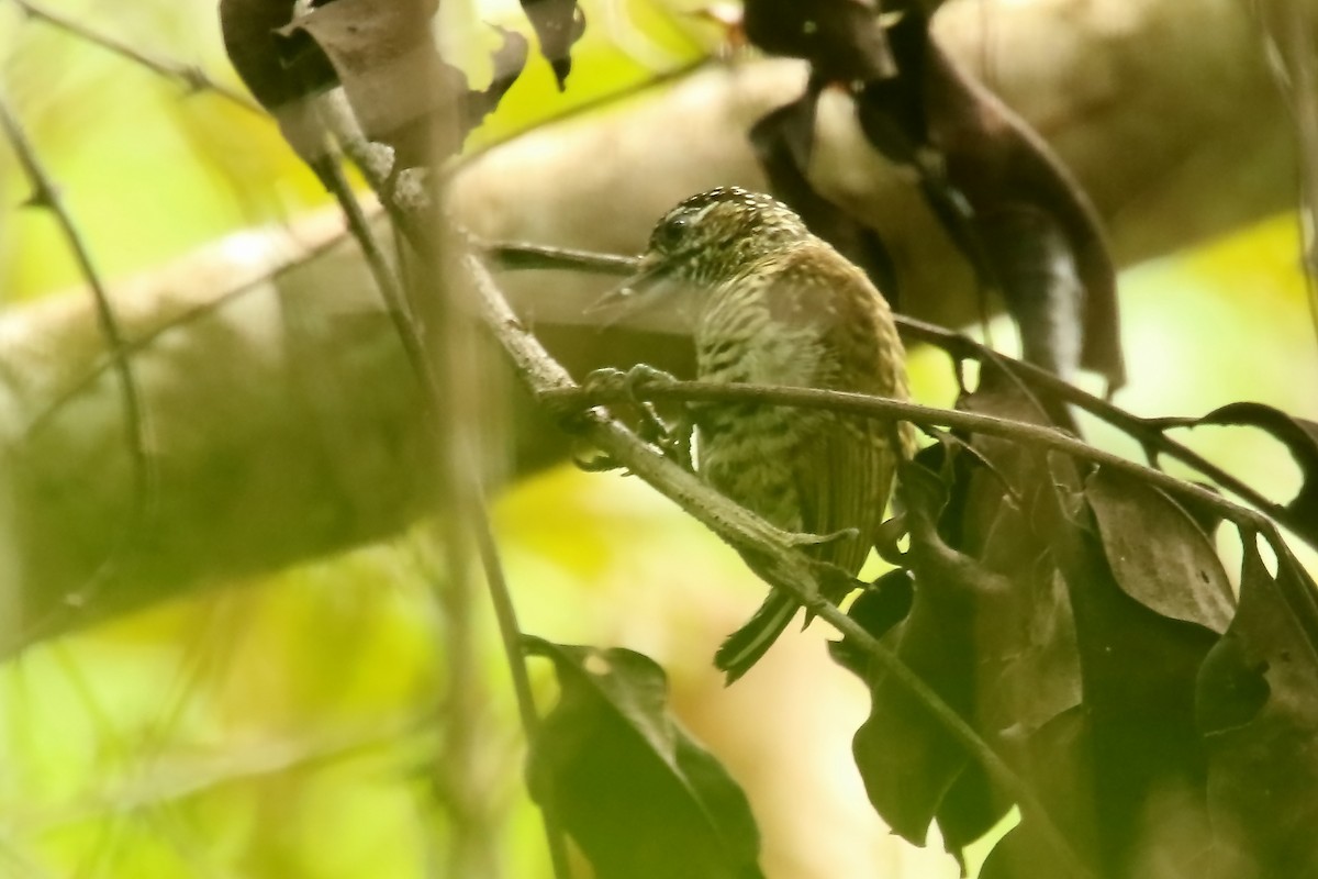 Orinoco Piculet - ML620878761