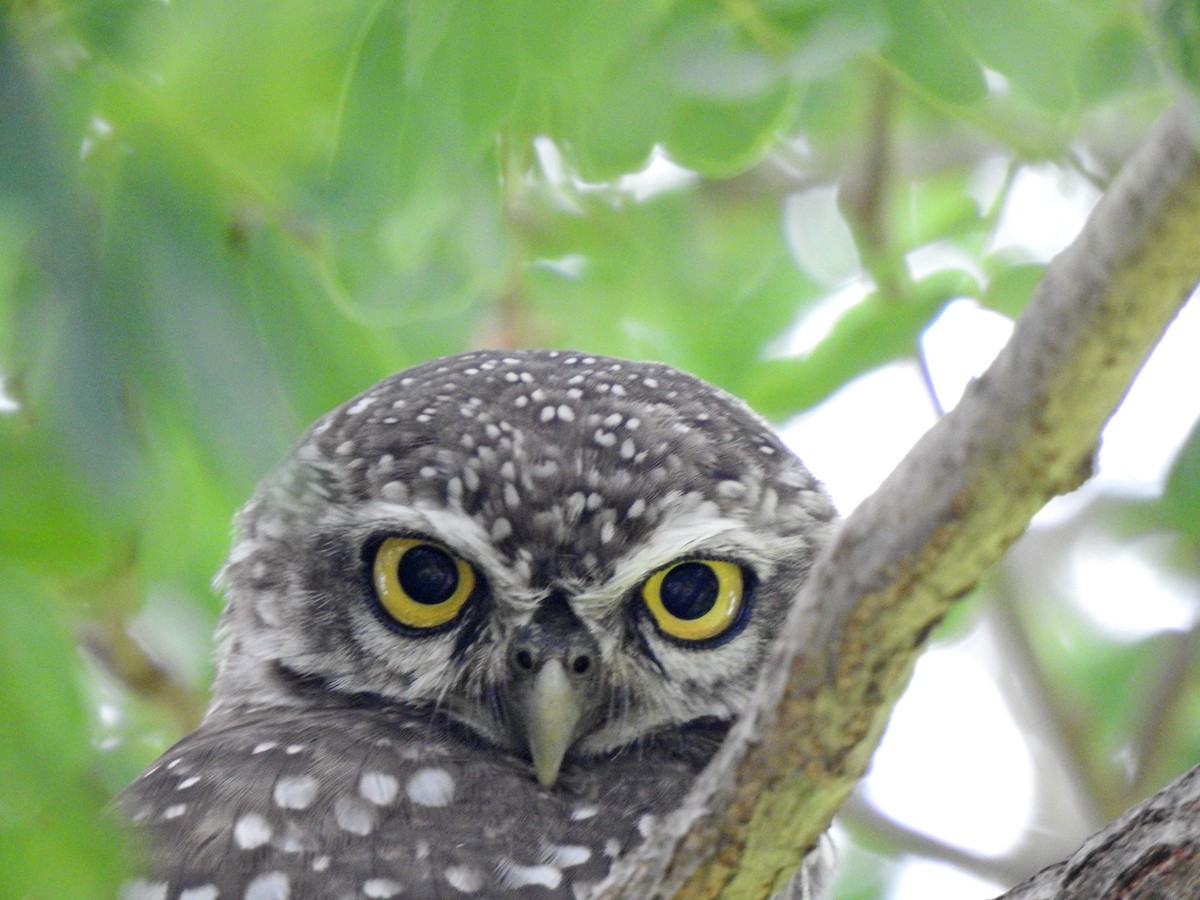 Spotted Owlet - ML620878765