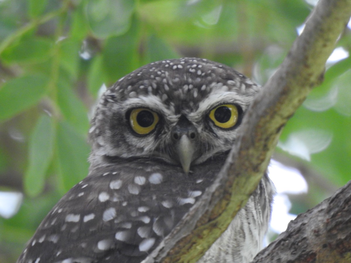 Spotted Owlet - ML620878766