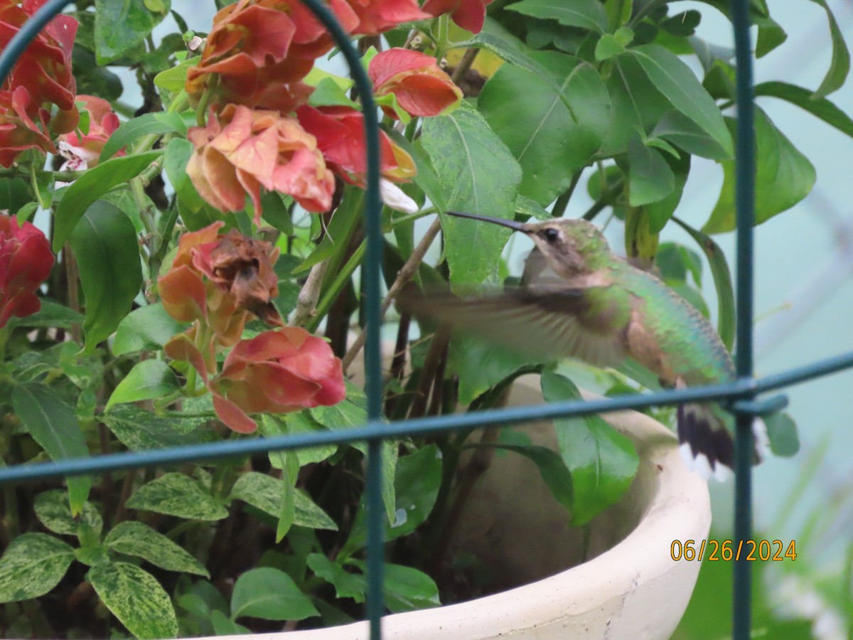 Ruby-throated Hummingbird - ML620878770