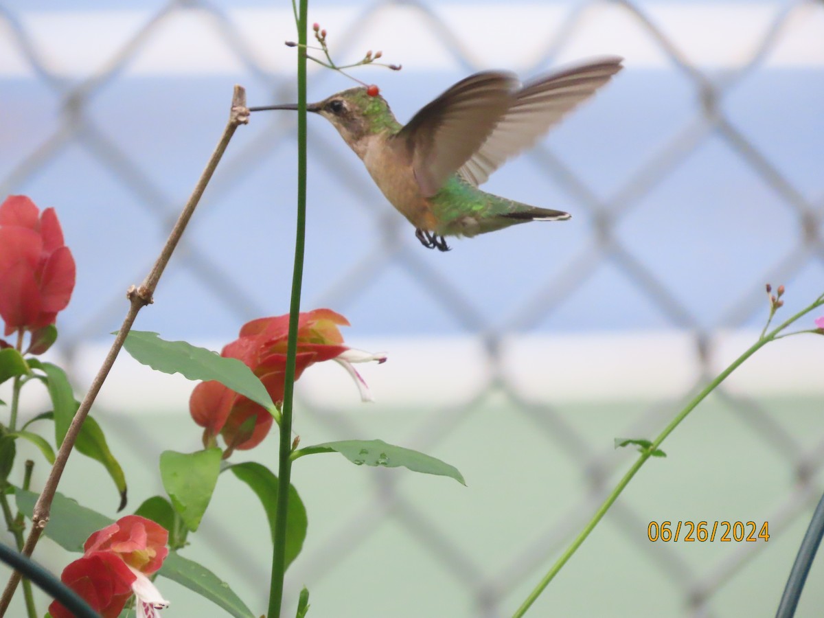 Colibri à gorge rubis - ML620878771