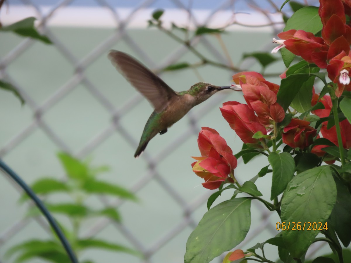 Colibri à gorge rubis - ML620878772