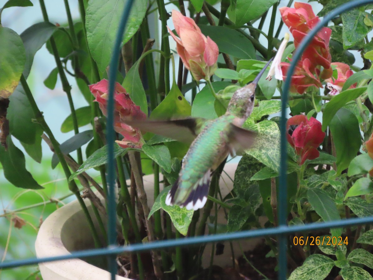 Ruby-throated Hummingbird - ML620878774