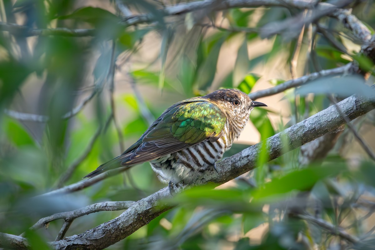 Shining Bronze-Cuckoo - ML620878779