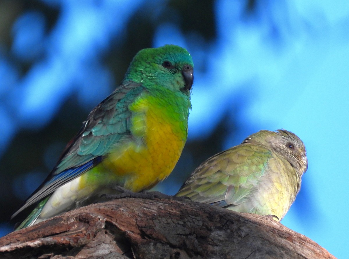 Red-rumped Parrot - ML620878781