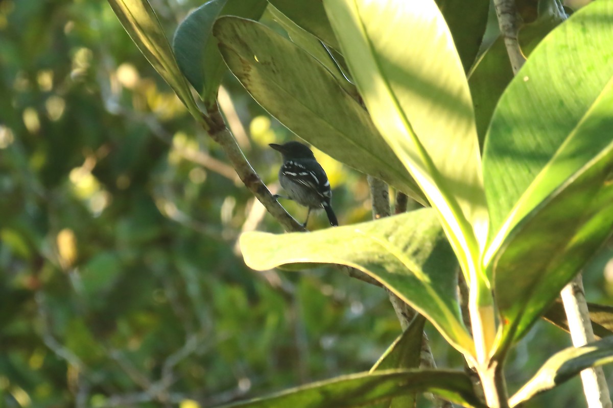 Plain-throated Antwren - ML620878782