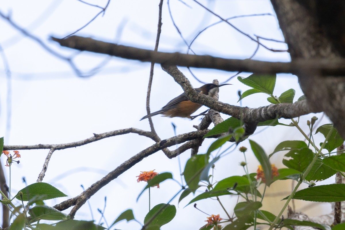 Eastern Spinebill - Nathan Bartlett