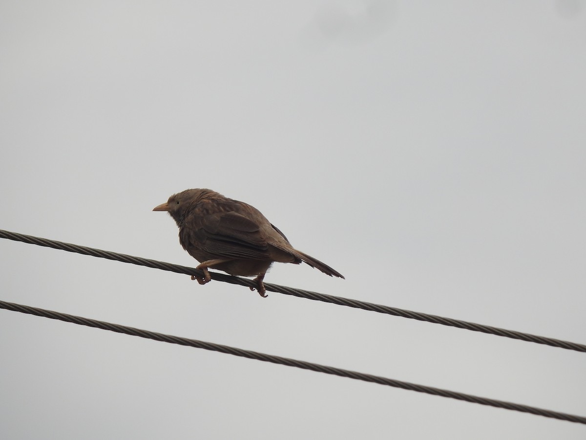 Yellow-billed Babbler - ML620878786