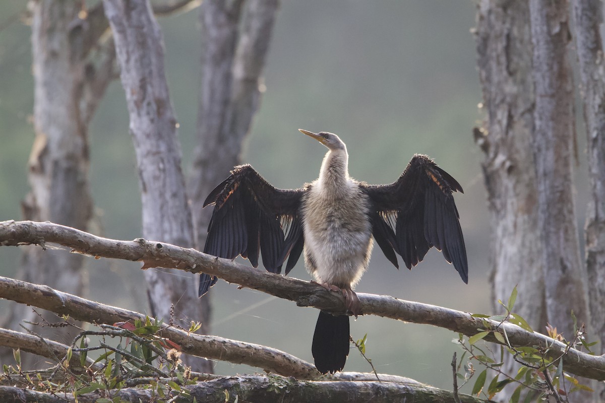 anhinga australská - ML620878788