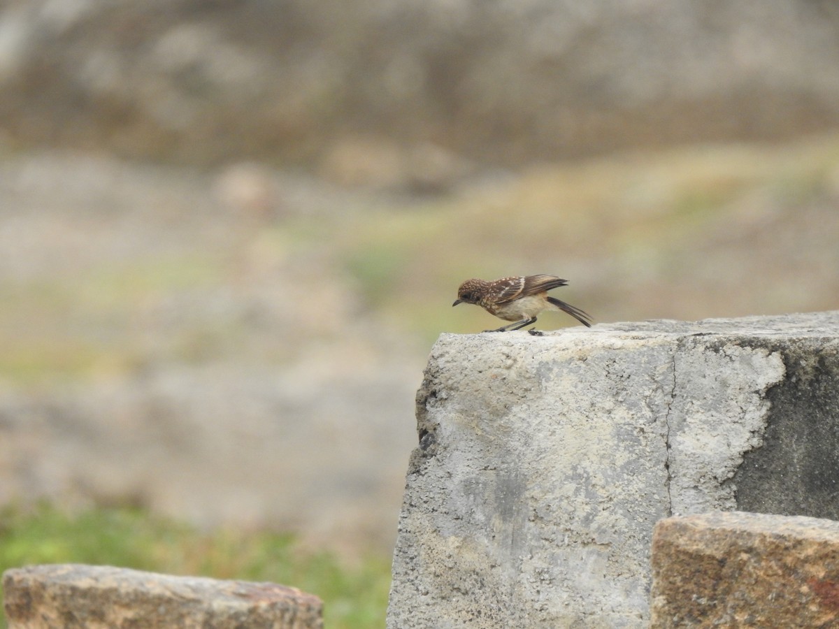 Pied Bushchat - ML620878791