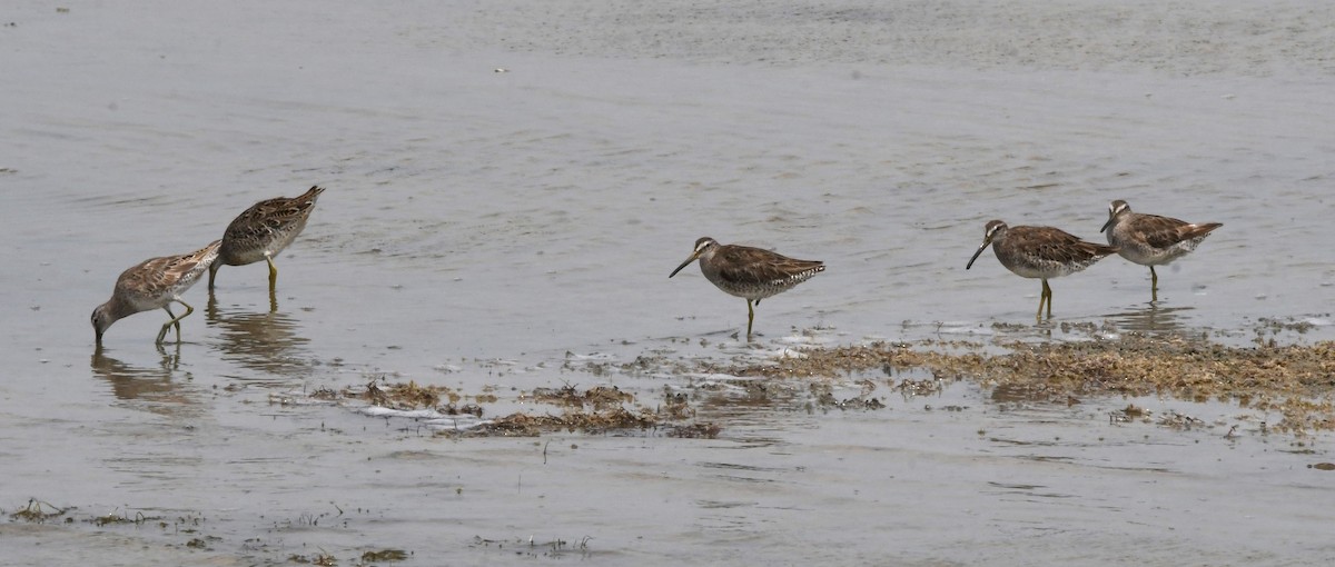 Short-billed Dowitcher - ML620878792