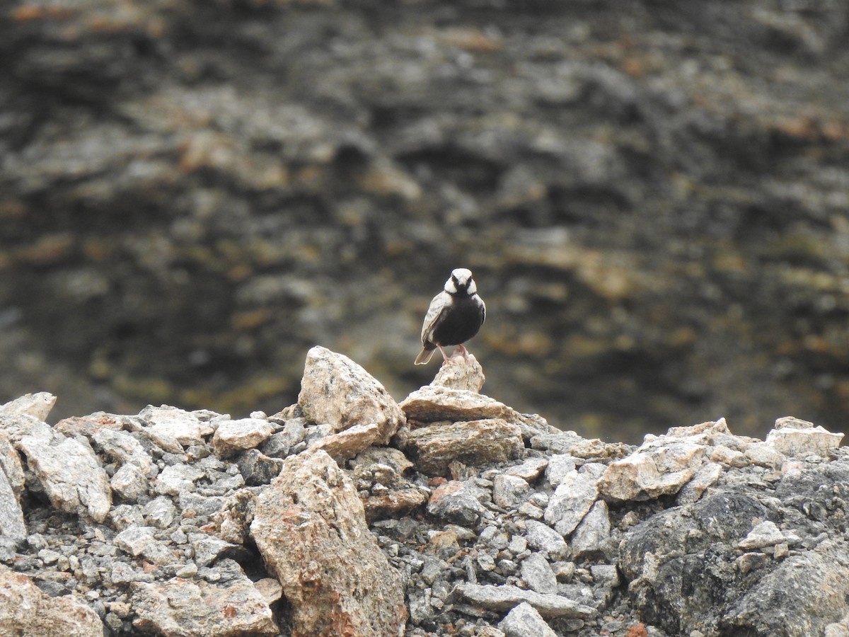 Ashy-crowned Sparrow-Lark - ML620878814