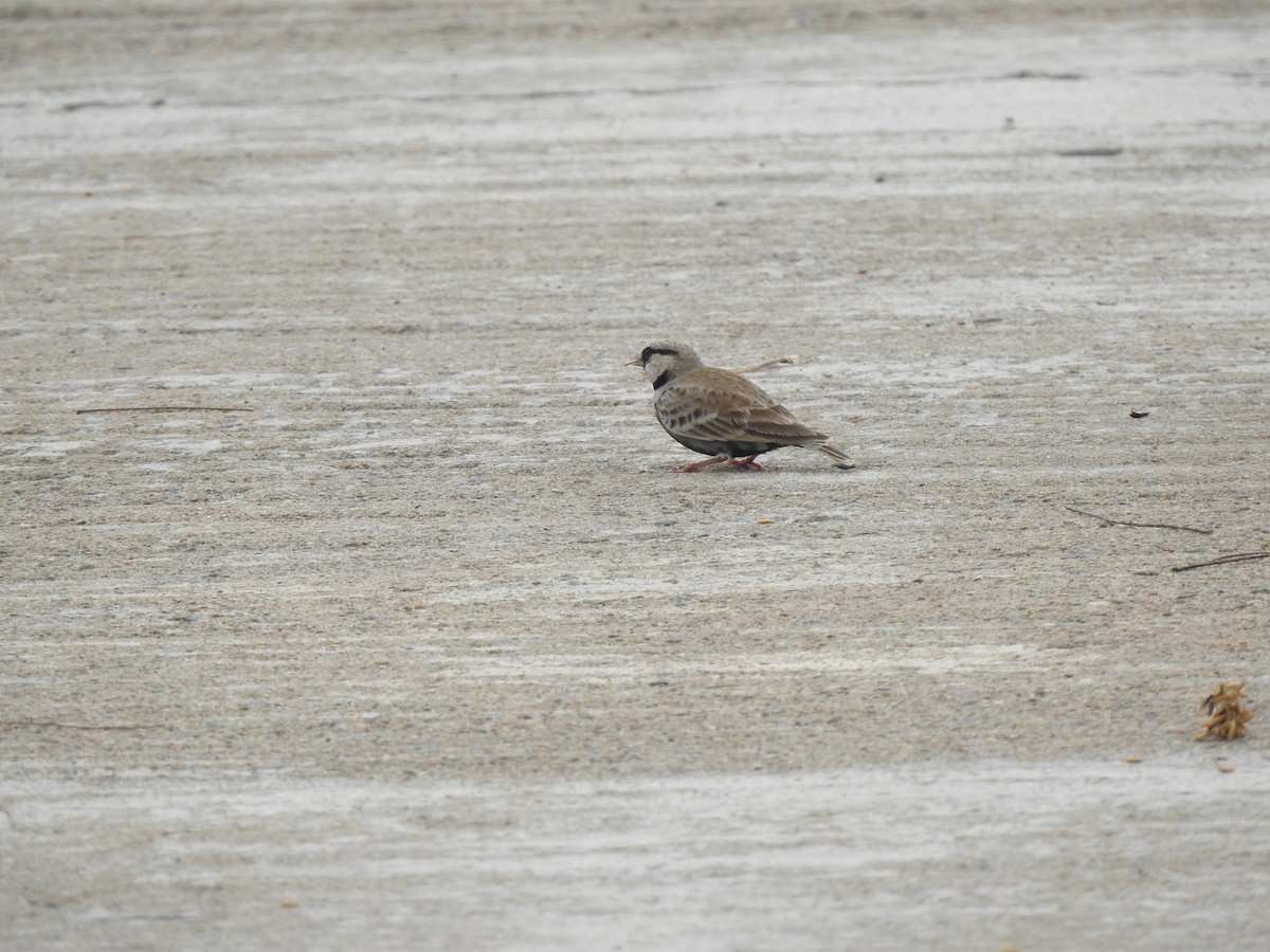 Ashy-crowned Sparrow-Lark - ML620878815