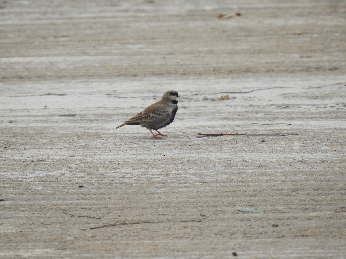 Ashy-crowned Sparrow-Lark - ML620878816