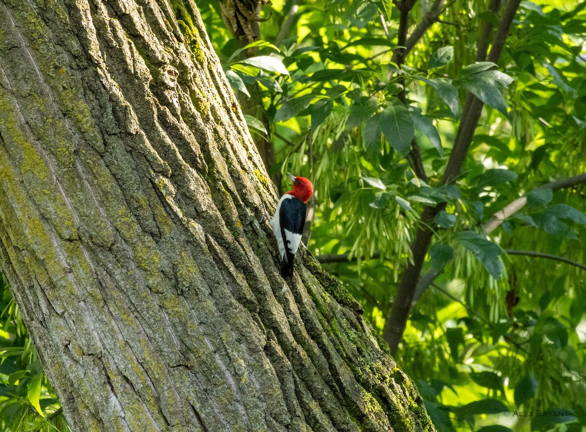 Red-headed Woodpecker - ML620878818