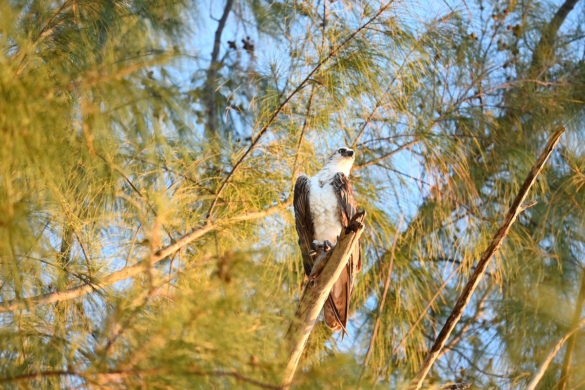 Osprey - ML620878820