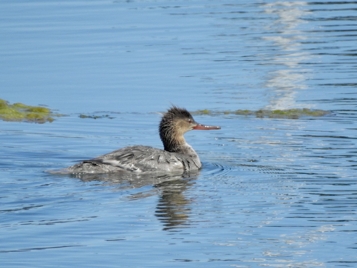 Red-breasted Merganser - ML620878826