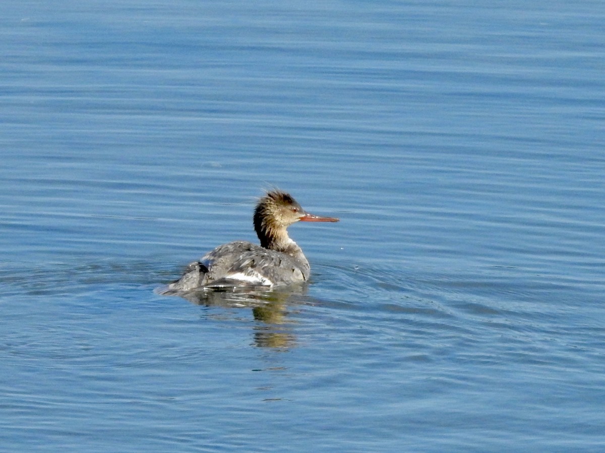 Red-breasted Merganser - ML620878827