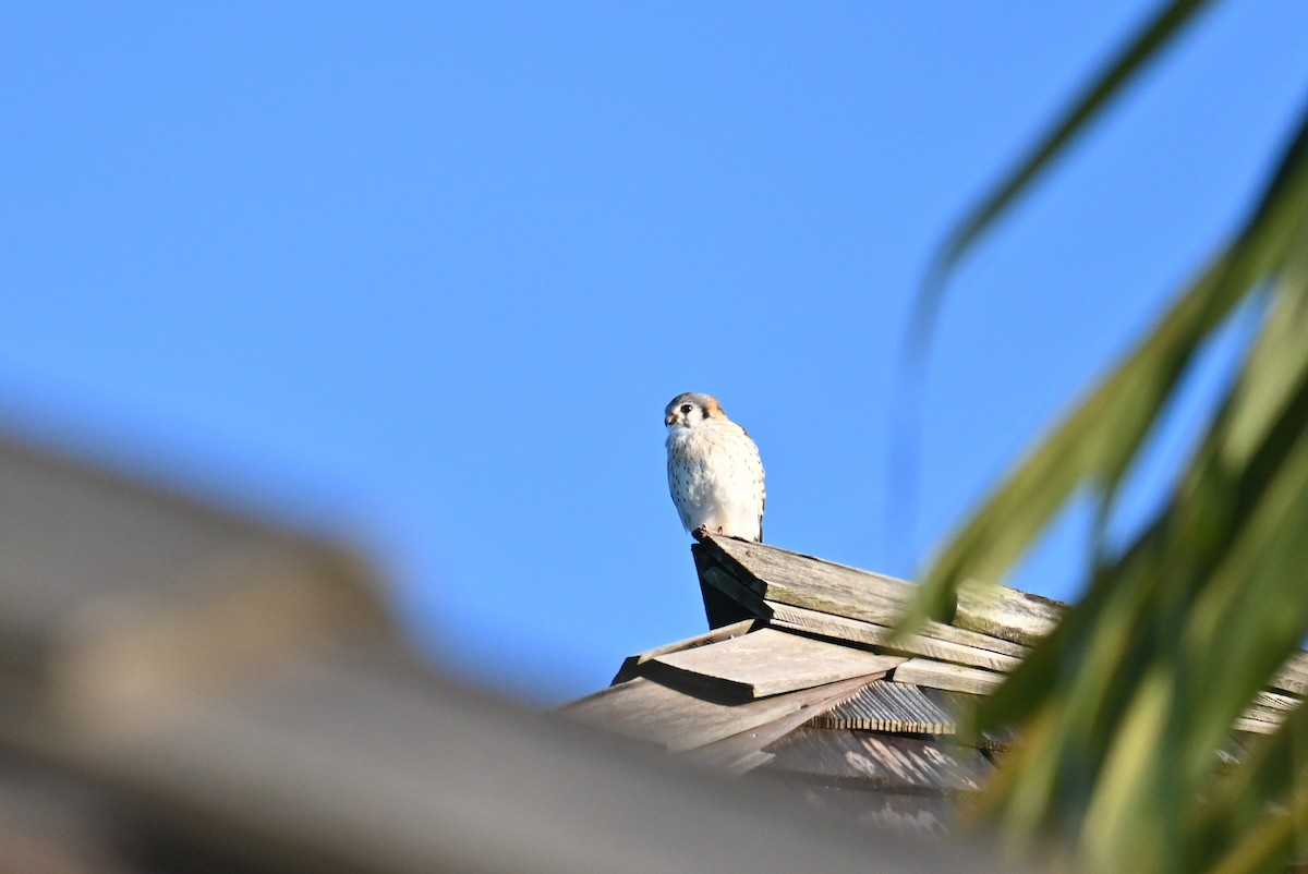 American Kestrel - ML620878833