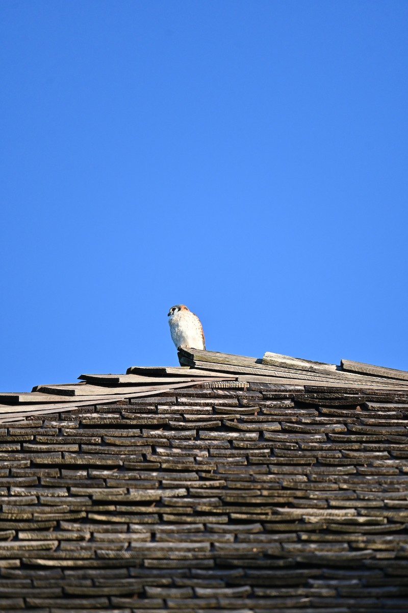 American Kestrel - ML620878834