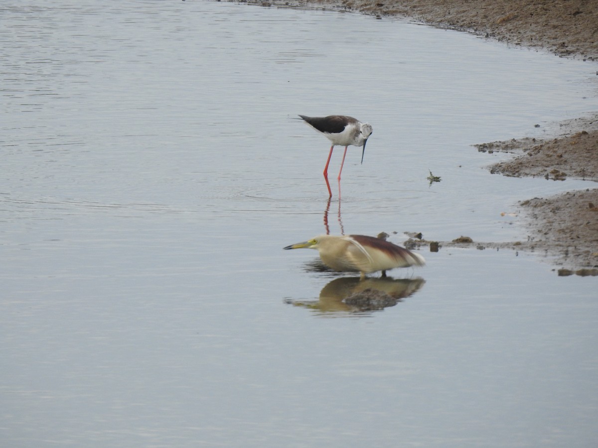 Black-winged Stilt - ML620878839