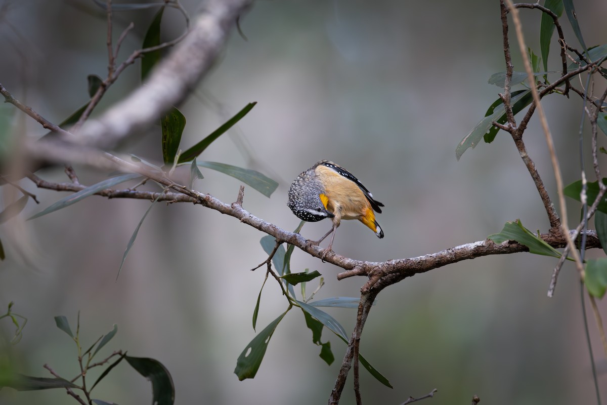 Pardalote pointillé - ML620878844