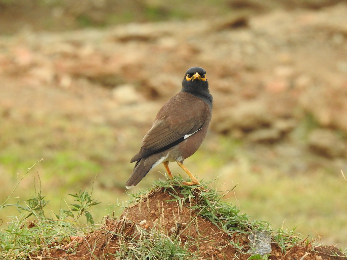 Common Myna - ML620878852