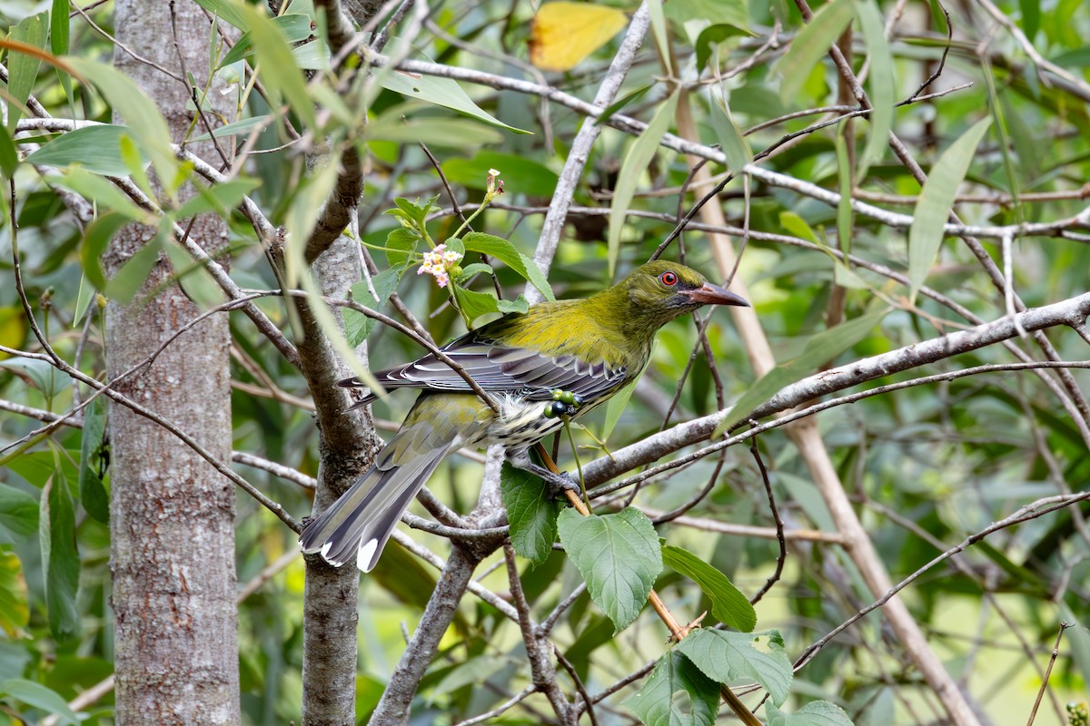 Olive-backed Oriole - ML620878853