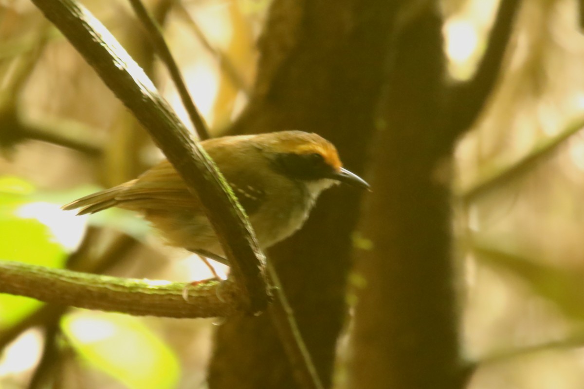 White-browed Antbird - ML620878854