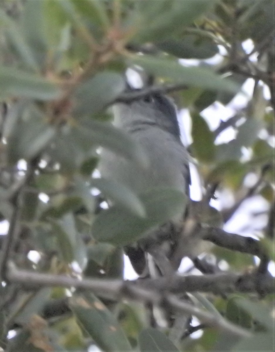 Blue-gray Gnatcatcher (obscura Group) - ML620878855